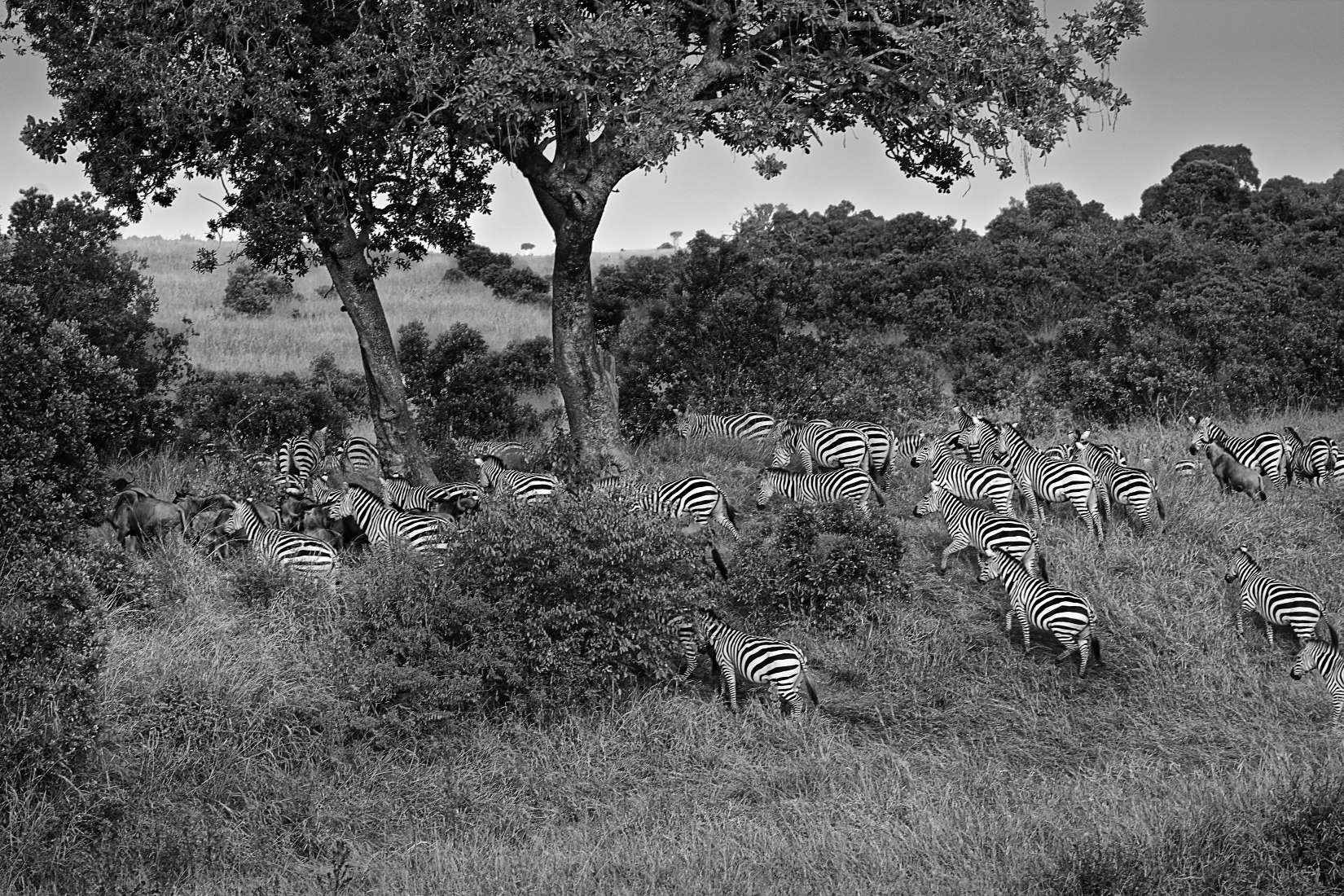 Foto Zebras